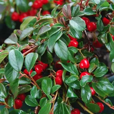 Кизильник Даммера в Рогачеве