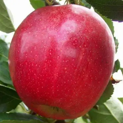 Яблоня ГАЛА МАСТ в Рогачеве