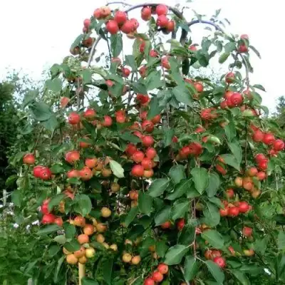 Яблоня ХЮВИНГИЕНЗИС декоративная в Рогачеве