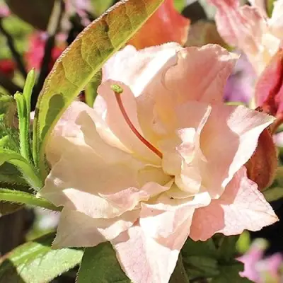 Азалия КЭННОНС ДАБЛ листопадная в Рогачеве