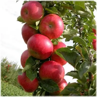 Яблоня ОСТАНКИНО колонновидная в Рогачеве