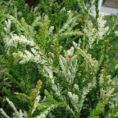 Туевик ВАРИЕГАТА долотовидный в Рогачеве