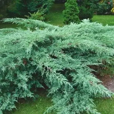 Можжевельник ГРЕЙ ОУЛ виргинский  в Рогачеве