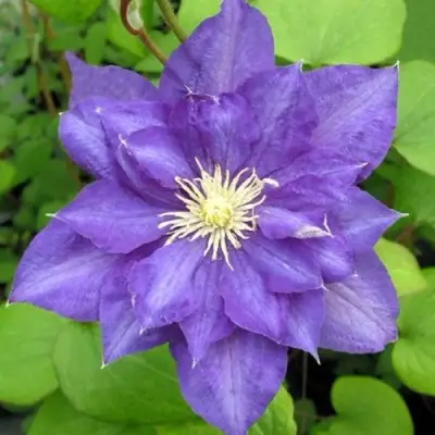 Клематис БЬЮТИ ОФ ВОЧЕСТЕР в Рогачеве