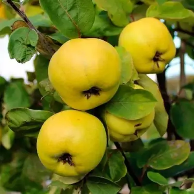 Айва ЯБЛОКОВИДНАЯ в Рогачеве