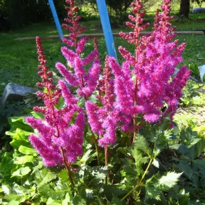 Астильба ЭЛИЗАБЕТ ВАН ВИН японская в Рогачеве