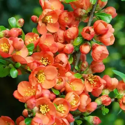 Айва ОРАНЖ ТРЕЙЛ в Рогачеве