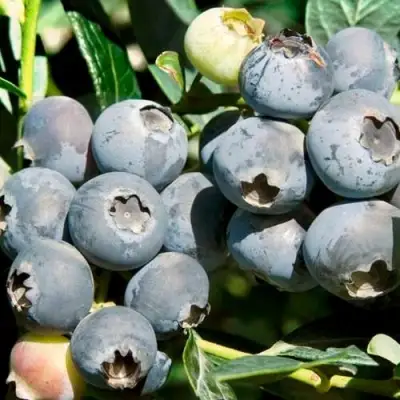 Голубика ЧАНДЛЕР в Рогачеве