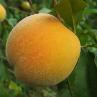 Персик ДОНЕЦКИЙ ЖЕЛТЫЙ в Рогачеве