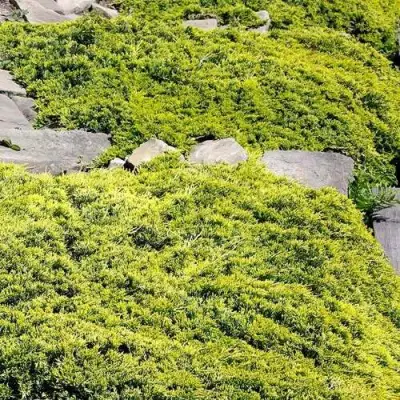 Можжевельник ГОЛДЕН КАРПЕТ горизонтальный  в Рогачеве