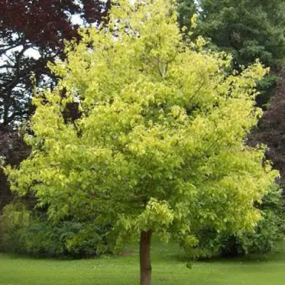 Клен ясенелистный в Рогачеве