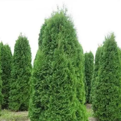 Туя КОЛУМНА западная в Рогачеве