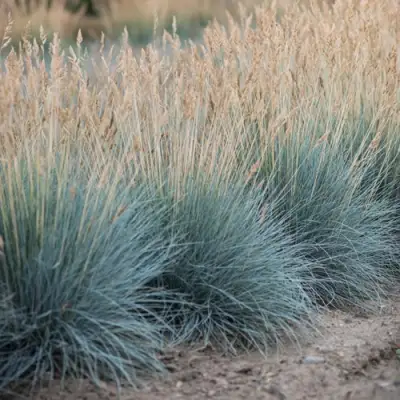 Овсяница АЙСФОГЕЛЬ сизая в Рогачеве