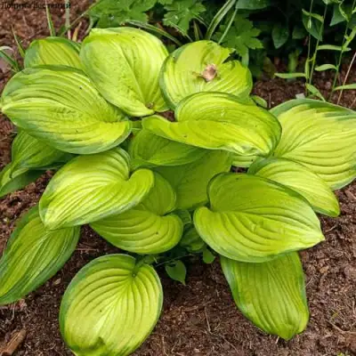 Хоста СТЕЙНД ГЛАСС гибридная в Рогачеве