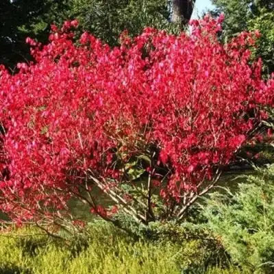 Бересклет ЕВРОПЕЙСКИЙ в Рогачеве