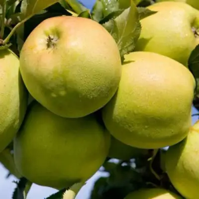 Яблоня МУТСУ в Рогачеве