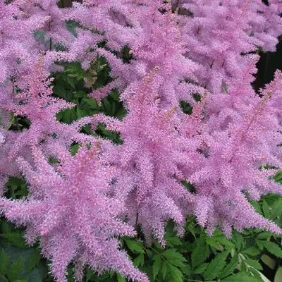 Астильба ГИАЦИНТ Арендса в Рогачеве