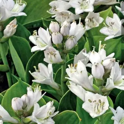 Хоста МОНСТЕР ИРЗ гибридная в Рогачеве