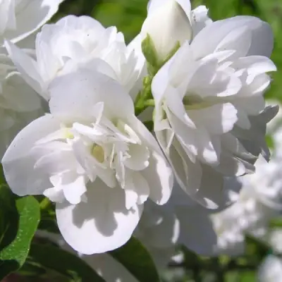 Жасмин ЖИРАНДОЛЬ в Рогачеве