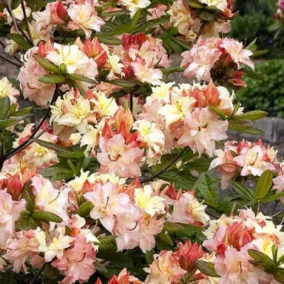 Азалия КЭННОНС ДАБЛ листопадная в Рогачеве