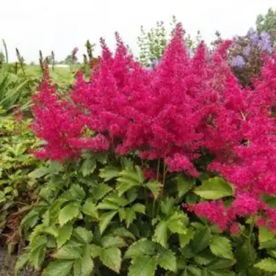 Астильба САННИ ДЕЙ гибридная в Рогачеве
