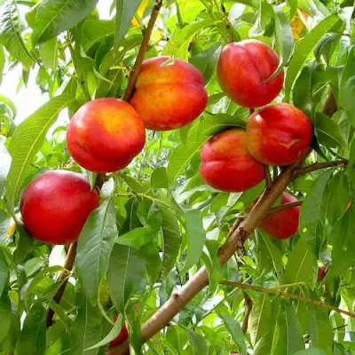 Нектарин ХАРБЛЕЙЗ в Рогачеве