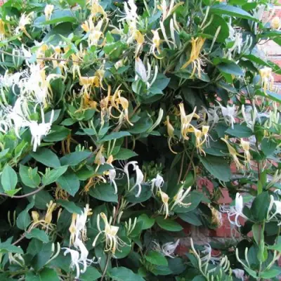 Жимолость ХАЛЛИАНА японская (Хелиана) в Рогачеве