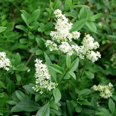 Бирючина обыкновенная АТРОВИРЕНС в Рогачеве