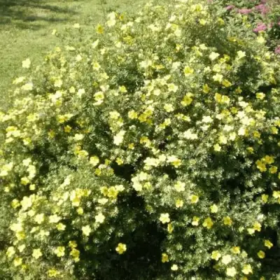 Лапчатка КЛОНДАЙК кустарниковая в Рогачеве