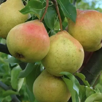 Груша ПАМЯТЬ ЯКОВЛЕВА в Рогачеве