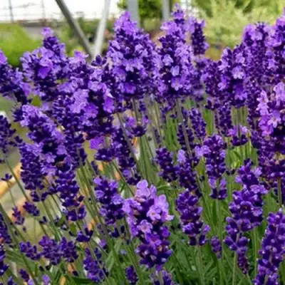 Лаванда ХИДКОТ БЛЮ узколистная в Рогачеве
