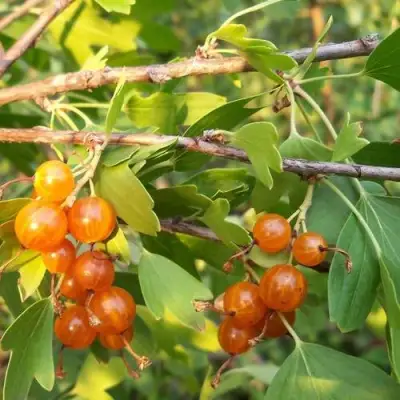 Смородина золотистая ЛЯЙСАН в Рогачеве
