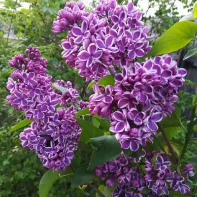 Сирень СЕНСАЦИЯ в Рогачеве