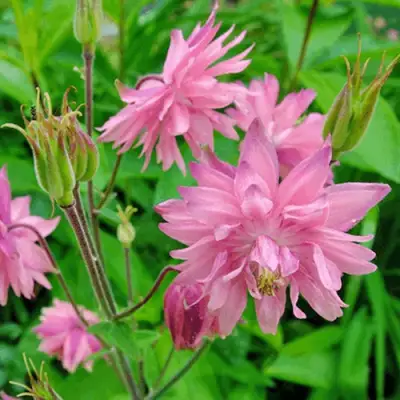 Аквилегия БАРЛОУ ПИНК гибрид МакКаны в Рогачеве