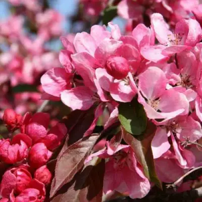 Яблоня РУДОЛЬФ декоративная  в Рогачеве