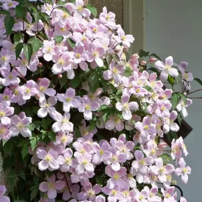 Клематис ГОРНЫЙ в Рогачеве