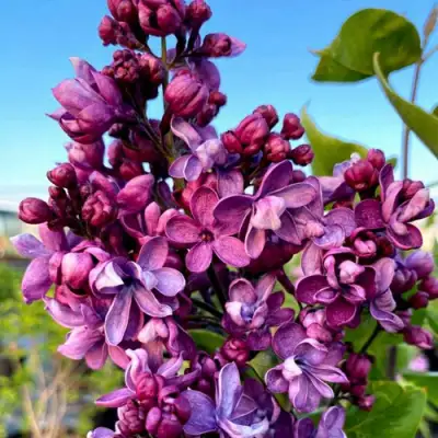 Сирень ВИОЛЕТТА в Рогачеве