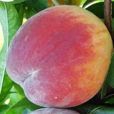 Персик ТОП СВИТ в Рогачеве