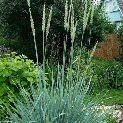 Элимус БЛЮ ДЮН песчаный в Рогачеве