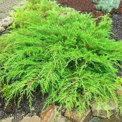 Микробиота ЯКОБСЕН перекрестнопарная в Рогачеве