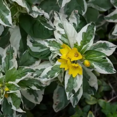 Вербейник АЛЕКСАНДР точечный в Рогачеве