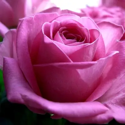 Роза ЭЙФЕЛЕВА БАШНЯ чайно-гибридная в Рогачеве