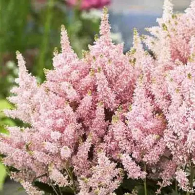 Астильба ЮНИК САЛМОН гибридная в Рогачеве