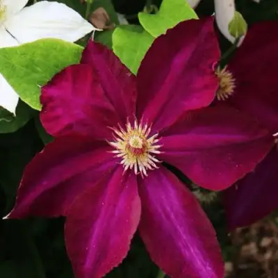 Клематис МАЗОВШЕ в Рогачеве