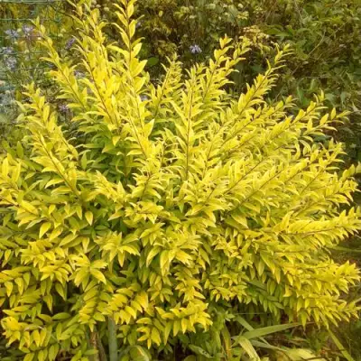 Бирючина АУРЕА обыкновенная в Рогачеве