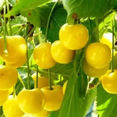 Черешня ПОДСНЕЖНИК в Рогачеве