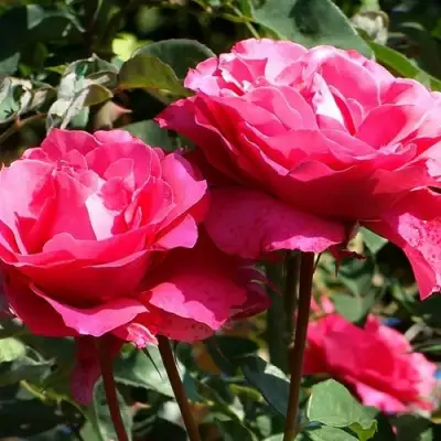 Роза ВИЕН РОУЗ чайно-гибридная в Рогачеве