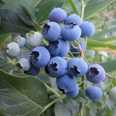 Голубика ЛЕГАЦИЯ в Рогачеве