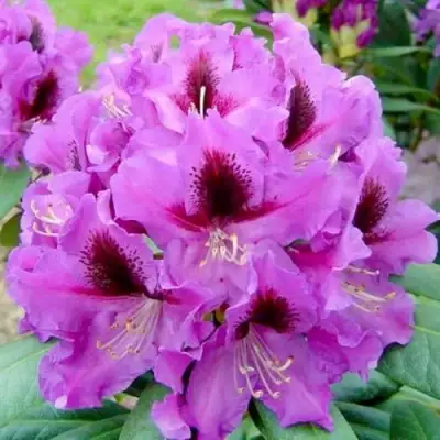 Рододендрон РАСПУТИН в Рогачеве