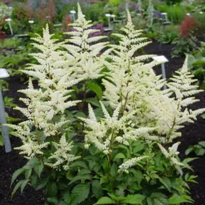 Астильба БРАУТШЛЕЙЕР Арендса в Рогачеве